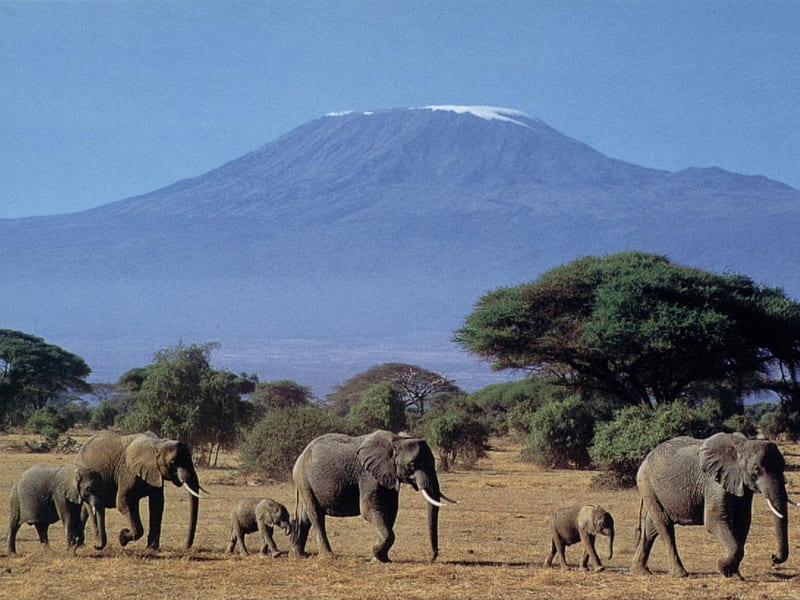 Elephants with Calves, elephants, calf, bull, tusk, HD wallpaper