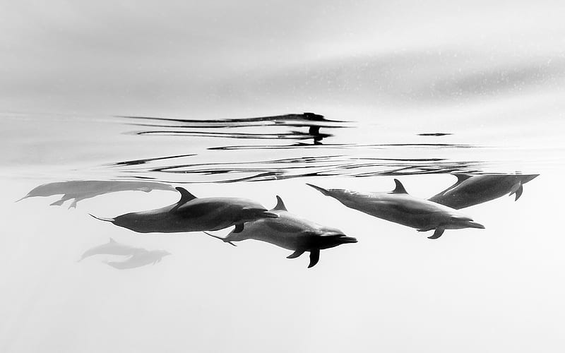 Mexico Coast Dolphins 2020 Bing, HD wallpaper