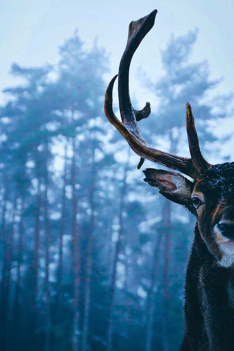 Venado, buck, bucks, deer, head, hunter, hunting, tail, tumblr, white, HD phone wallpaper