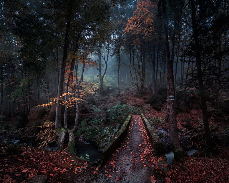 Bulgaria, dark forest, mist, stream, creek, trees, Nature, HD wallpaper |  Peakpx
