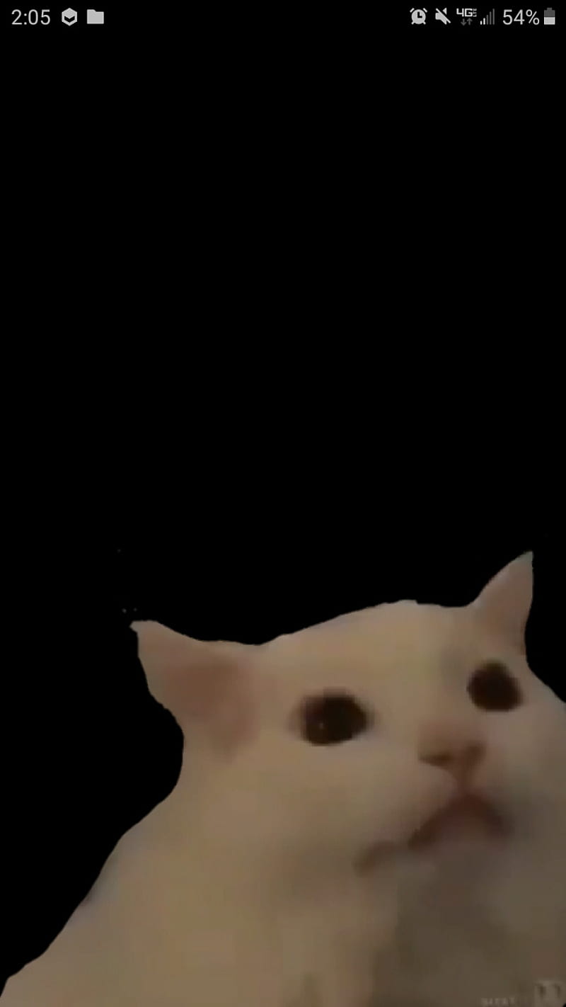 Download No Thanks Cat Meme PFP Wallpaper