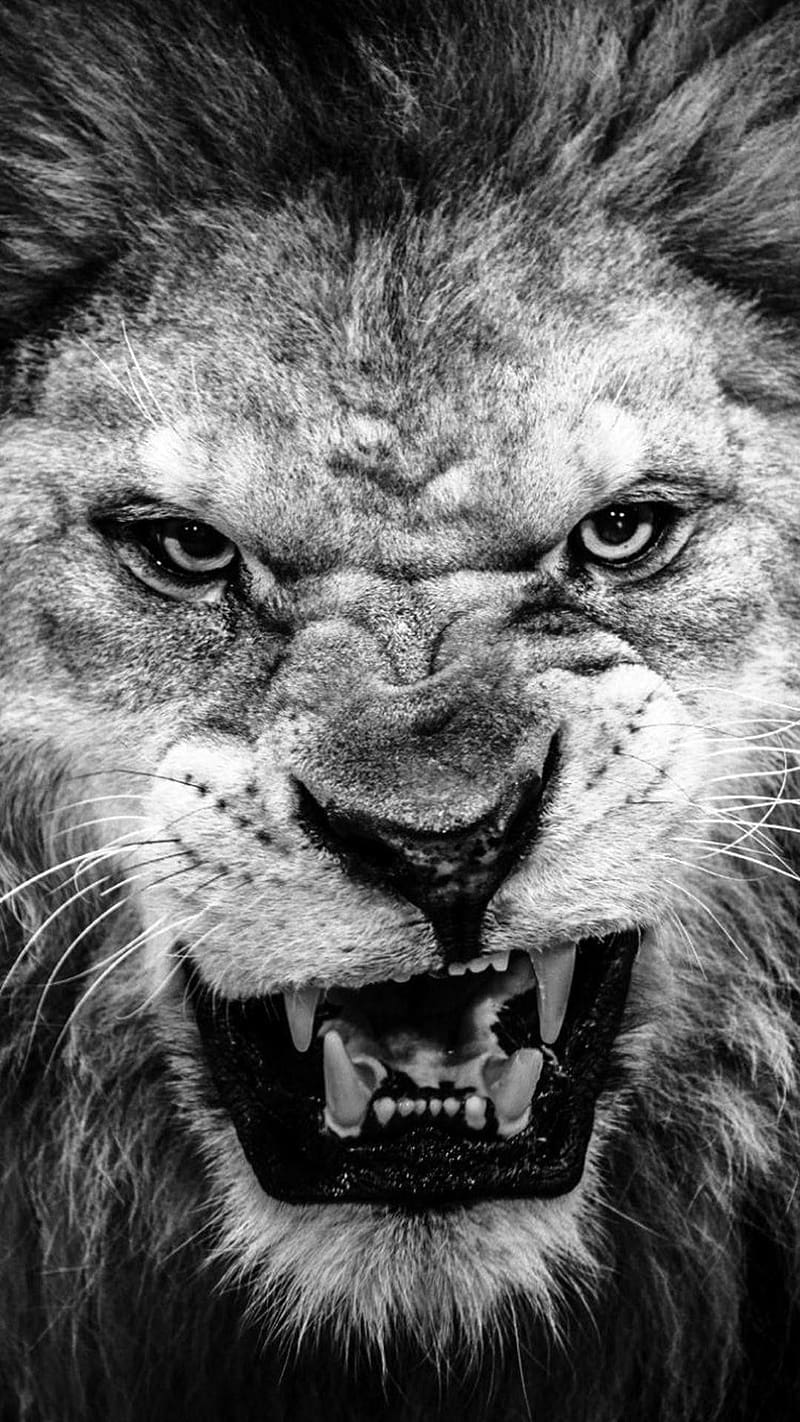 Angry Lion, Face Closeup, animal, wild, king, HD phone wallpaper