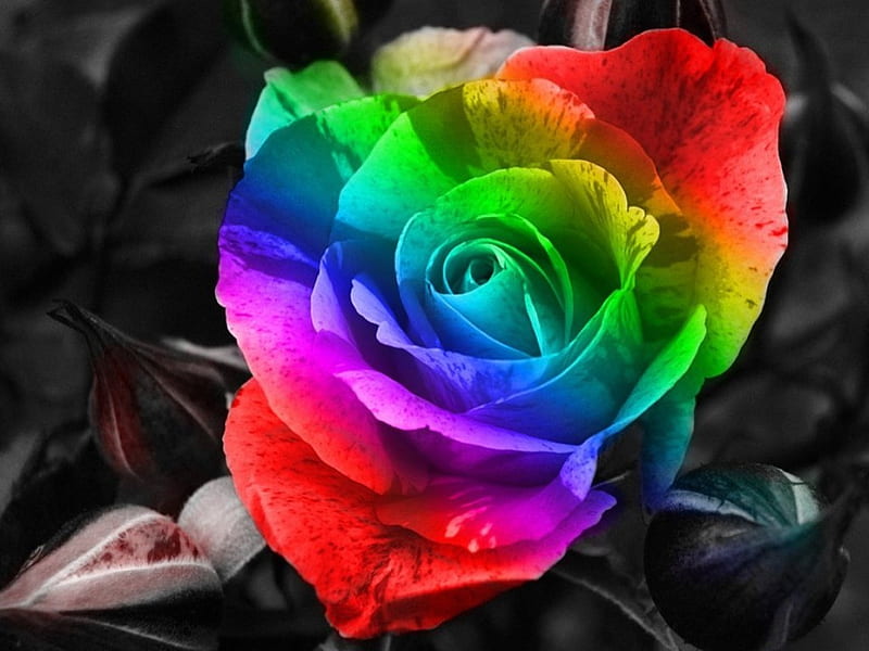 Rose of many colors, tinted, red, green, rose, flower, yellow, pink, blue, HD wallpaper