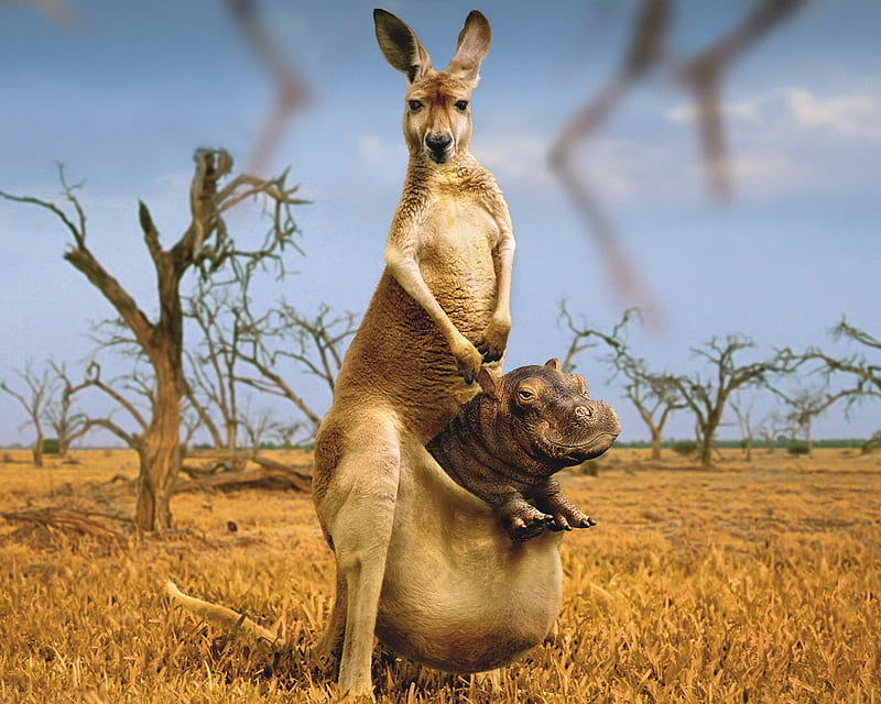 The Unusual In kangaroo\'s pouch , kangaroo, grass, savanna, outback, hippo puppy, tree, dry, funny, steppe, grassland, HD wallpaper