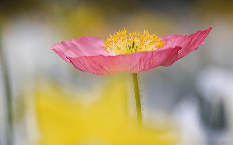 single poppy in garden-beautiful flowers, HD wallpaper