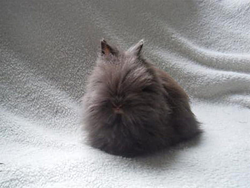 dwarf bunny, brown, chocolate, fluffy, fur, HD wallpaper