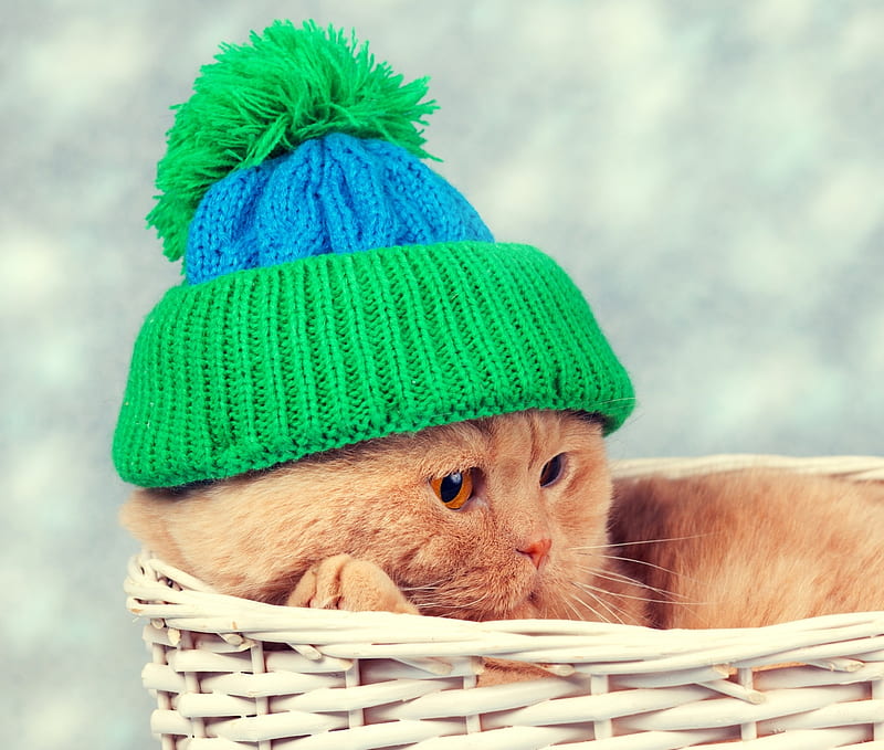 Cat, orange, ginger, winter, hat, green, basket, funny, fashion, pisica, HD wallpaper