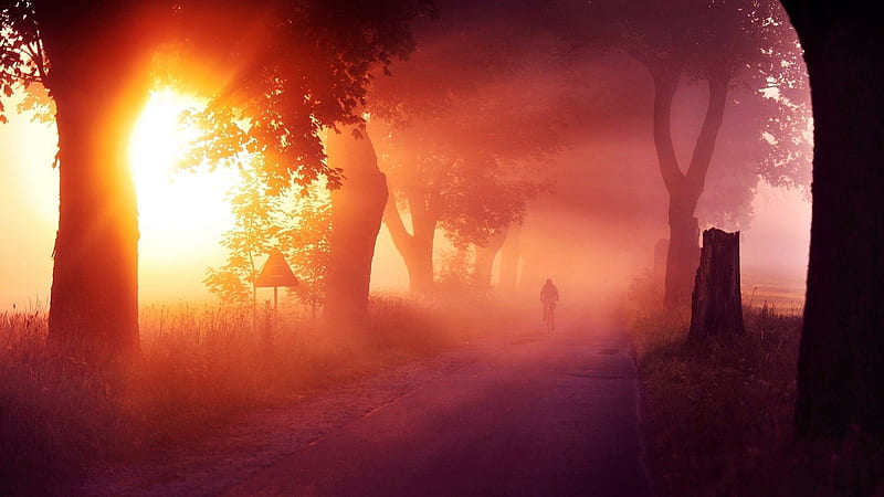 man on a bicycle on a magical road, trres, bicycle, sunbeams, man, road, fog, HD wallpaper
