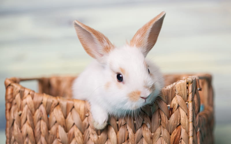white fluffy rabbit, pets, rabbit in the basket, cute little animals, farm, HD wallpaper