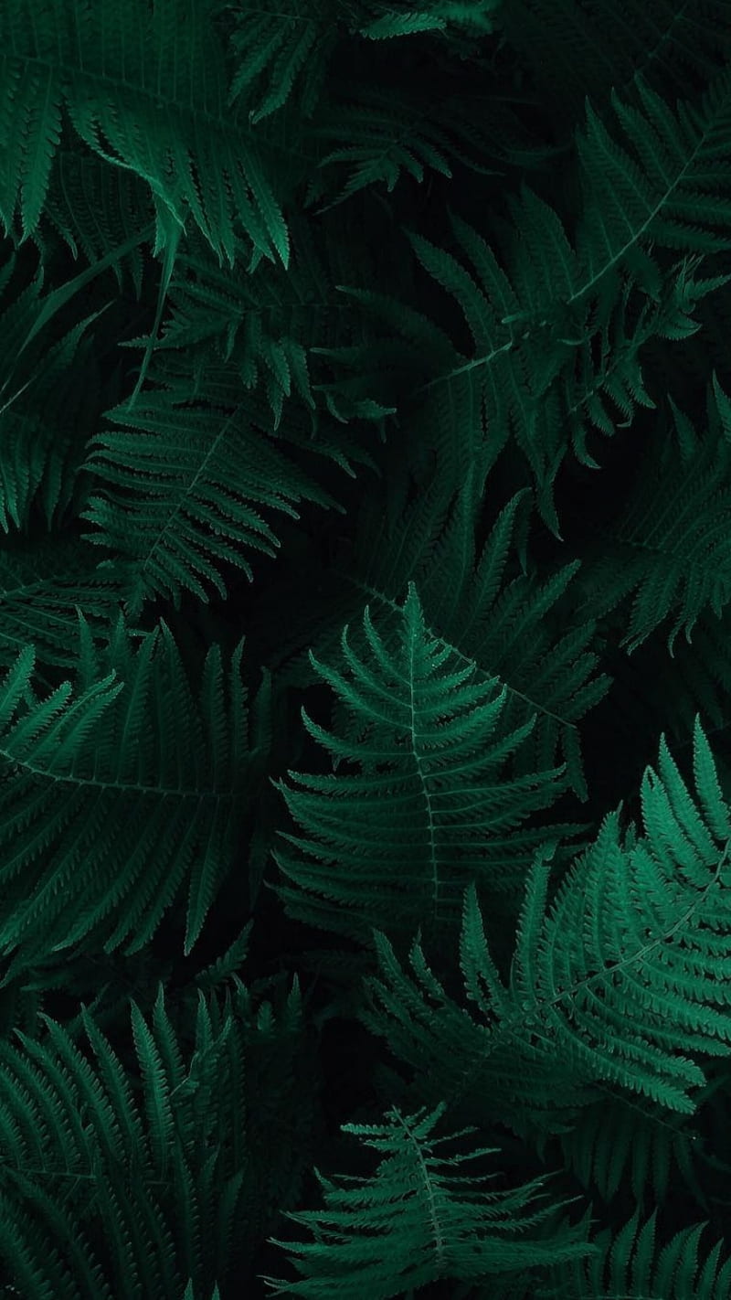 Ferns, flowers, cactus, abstract, HD phone wallpaper