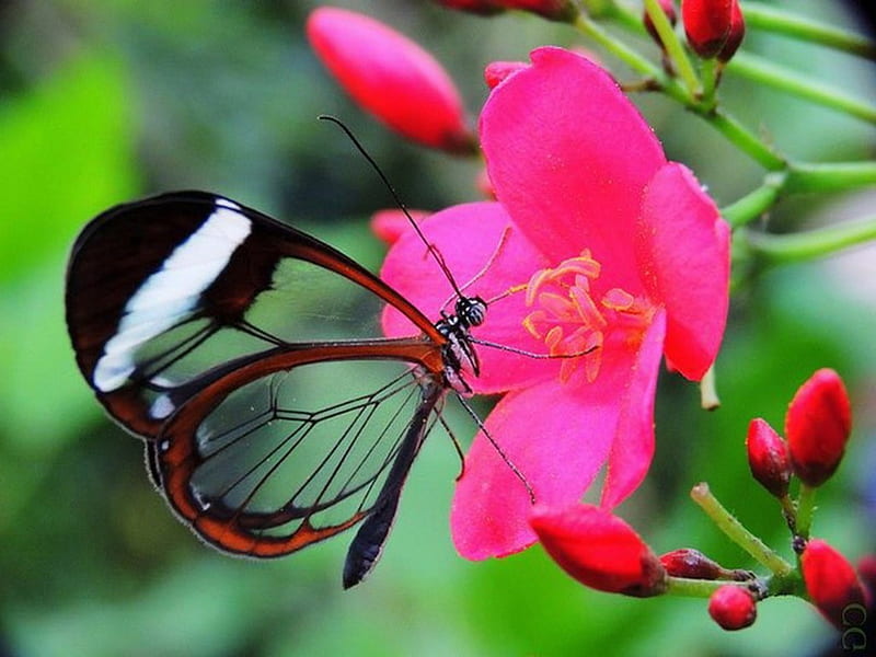 Glasswing beauty, flower, Glasswing, beauty, butterfly, HD wallpaper