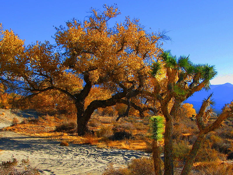 Joshua Tree in the Fall, fall, autumn, deserts, mountains, trees, HD wallpaper