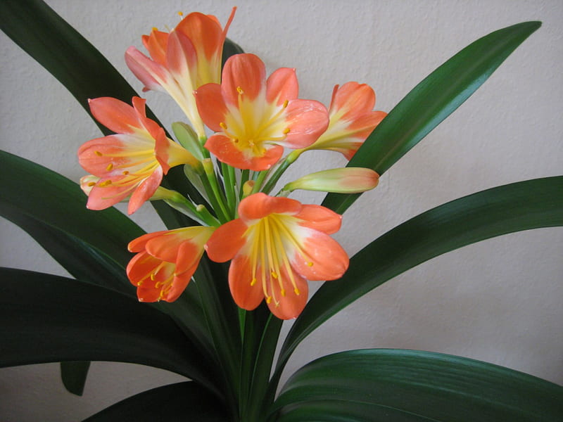 Clivia miniata, graphy, green, orange, flower, nature, HD wallpaper ...