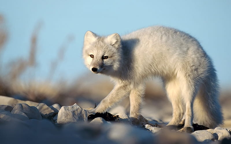 white fox-Animal, HD wallpaper