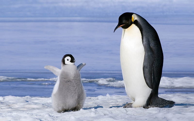 Happy Antarctic penguins 10, HD wallpaper