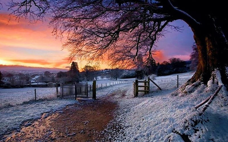 Winter Sunrise, Derrymore Woods, Northern Ireland, gate, tree, snow, path, colors, clouds, sky, HD wallpaper