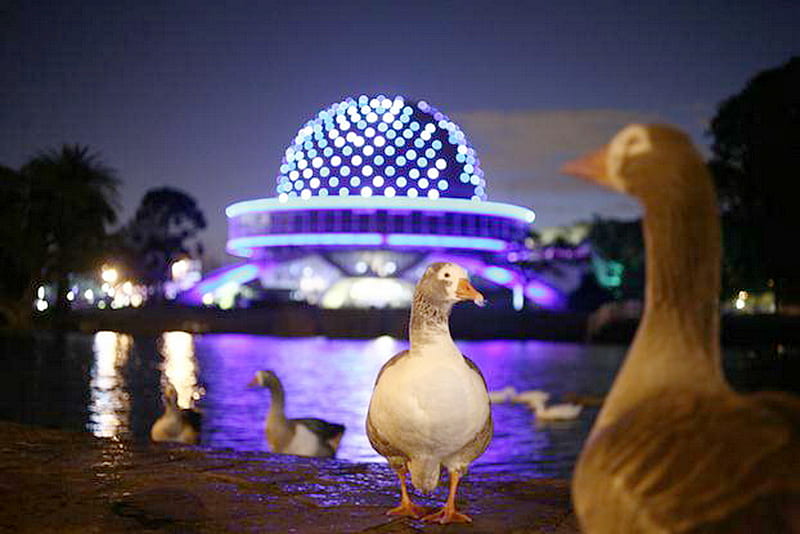 Ducks at lake, purple lights, argentina, ducks, lake, planetarium, HD wallpaper