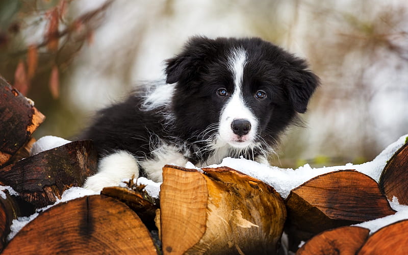Border Collie, small fluffy puppy, black and white small dog, winter, snow, cute animals, pets, HD wallpaper