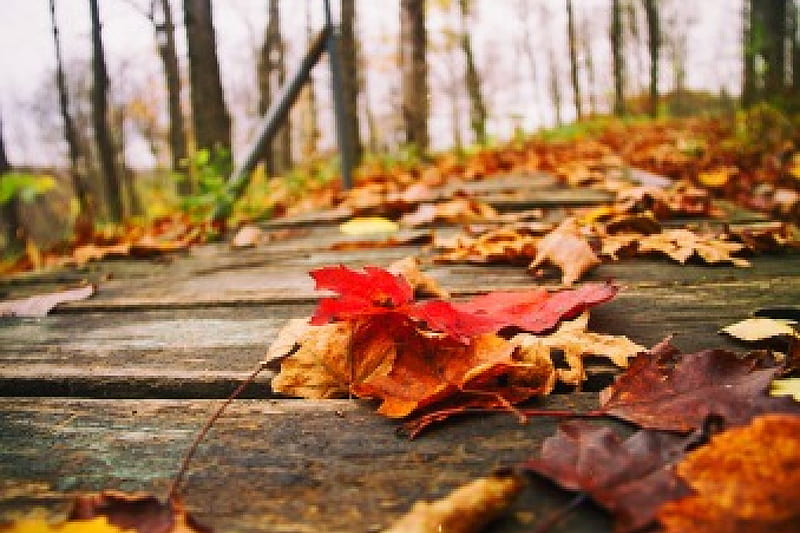 Autumn, fall, leves, autumn splendor, nature, HD wallpaper