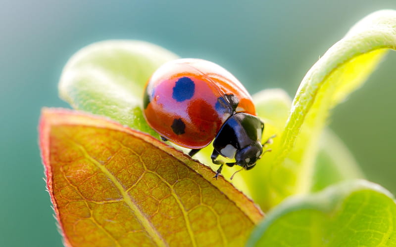 ladybug-Animal, HD wallpaper