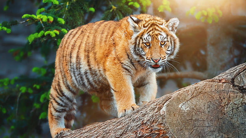 Yellow Eyes Tiger Is Standing On Tree Trunk In Green Leaves Plant  Background Tiger, HD wallpaper | Peakpx