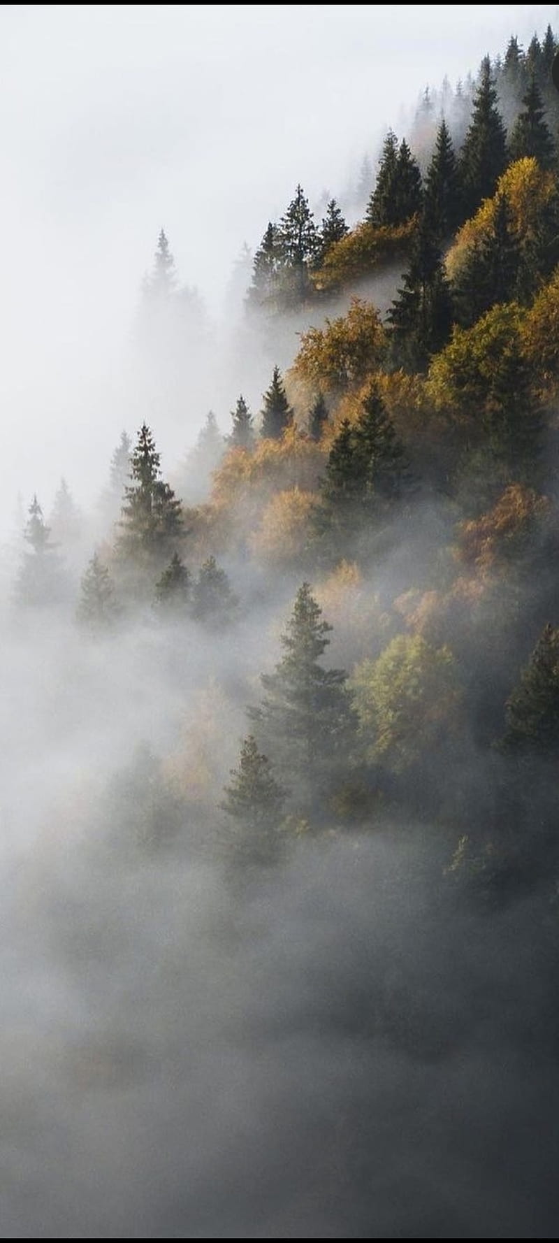 Foggy forest fog dark HD phone wallpaper  Peakpx