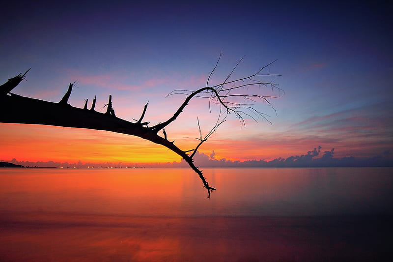 Tree Branch Sunset View, branch, tree, sunset, nature, sea, HD wallpaper