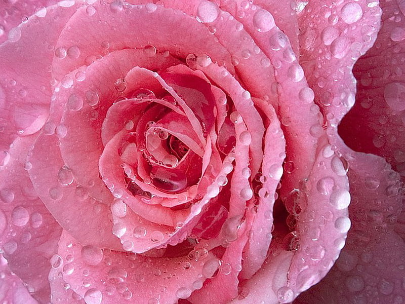 Pink Rose, circles, drops, lovingly