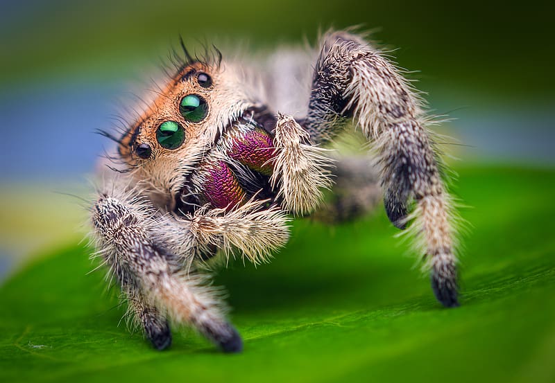 Animal, Spider, Jumping Spider, HD wallpaper