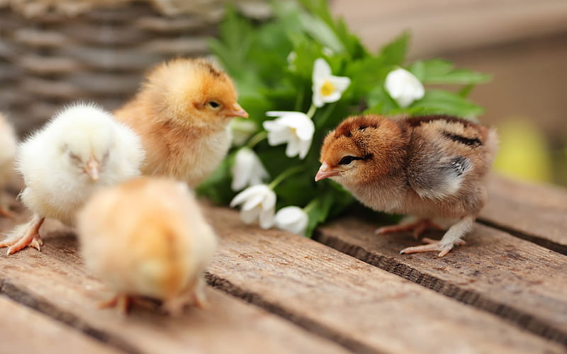 Chickens, small birds, spring, cute animals, chick, HD wallpaper | Peakpx