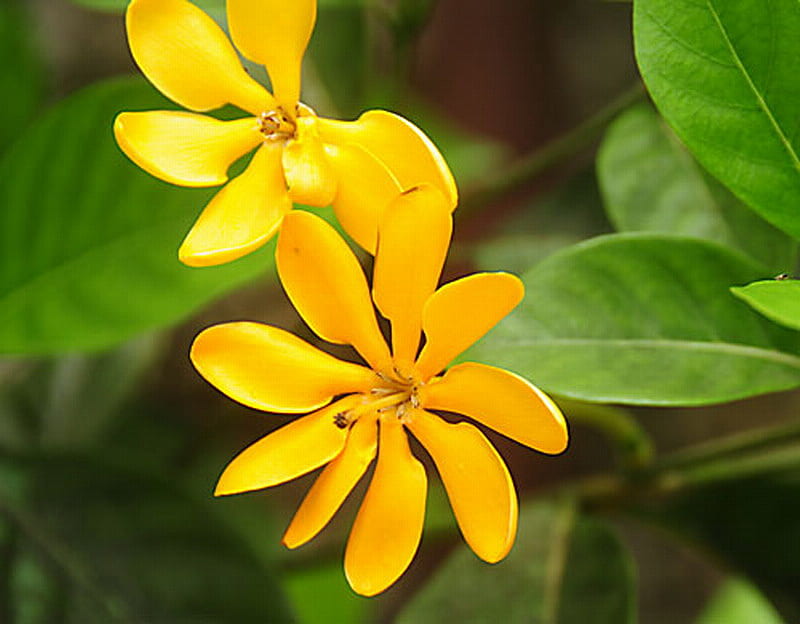 GOLDEN GARDENIA, pretty, leaves, green, flowers, yellow, HD wallpaper