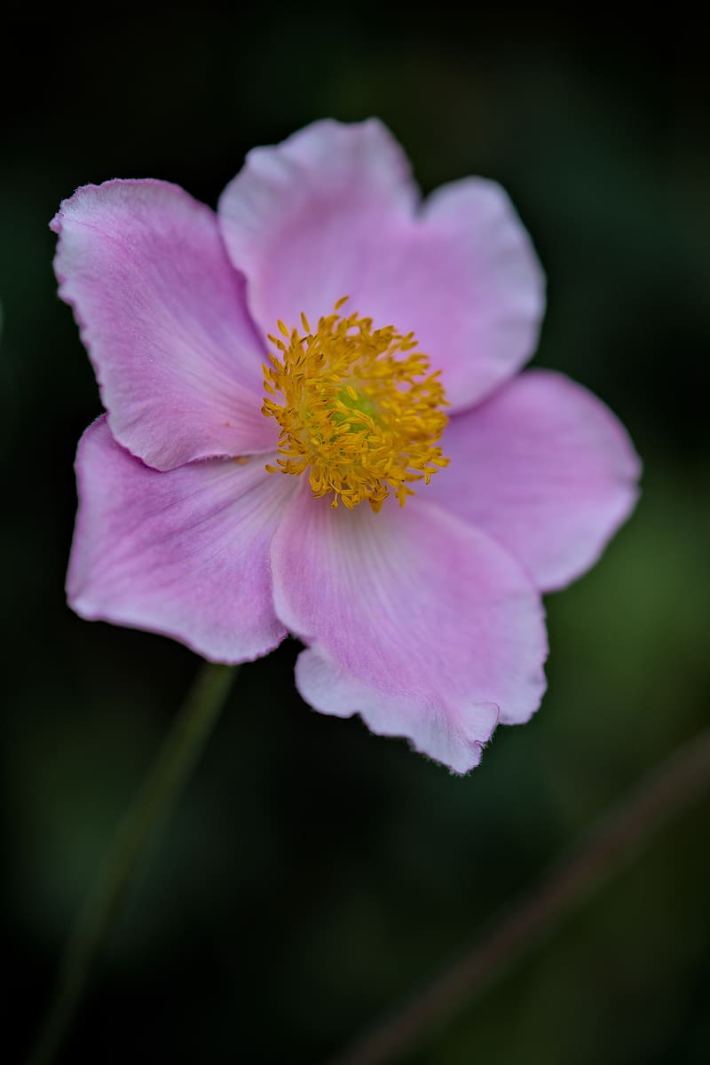 anemone, petals, pink, flower, spring, blur, HD phone wallpaper