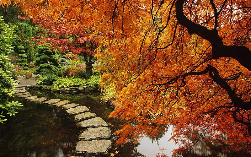 Zen Garden, stream, tree, path, garden, Japanese, Autumn, HD wallpaper