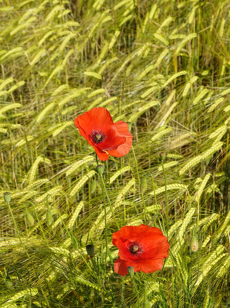poppies, flowers, red, spikelets, plants, HD phone wallpaper