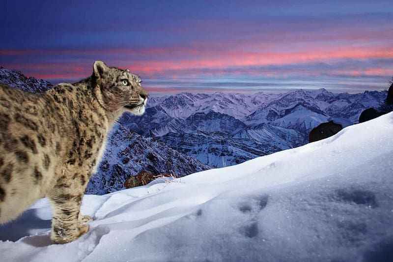 World of the snow leopard by Sascha Fonseca, sniw, blue, winter, animal, white, sascha fonseca, big cat, snow leopard, pink, iarna, snow, nature, sunset, HD wallpaper