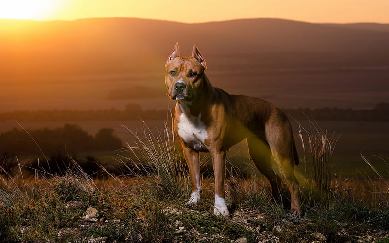 Pit Bull, sunset, brown pitbull, dogs, Pit Bull Terrier, mountains, pets, Pit Bull Dog, HD wallpaper