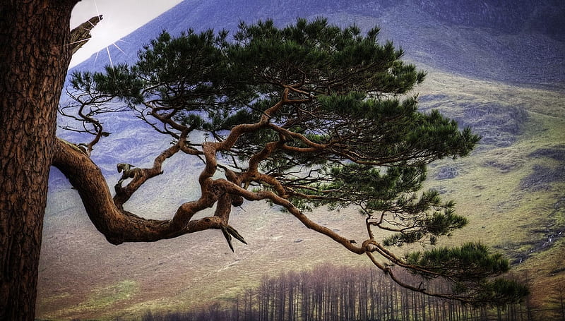 pine, cumbria, england, HD wallpaper