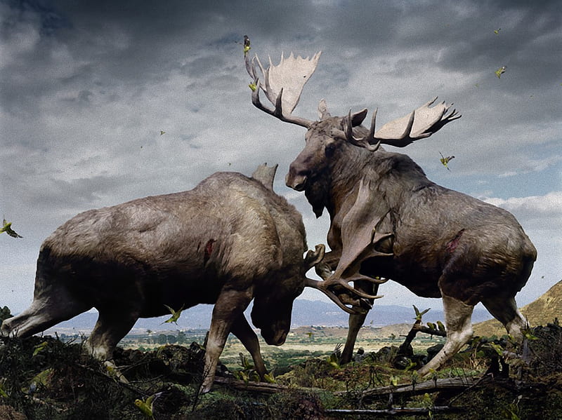 Elche in turf war, forest, dom, elk antlers, deer, HD wallpaper