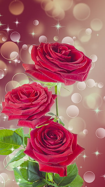 Red Rose Flower, bonito, burgundy, HD phone wallpaper