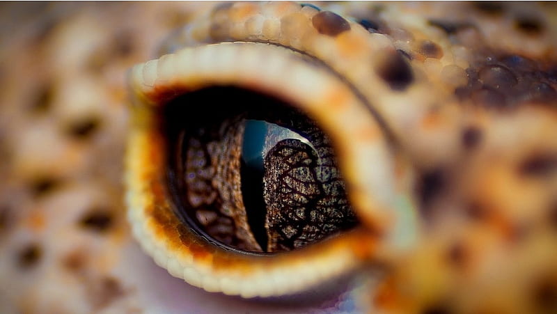 Crocodile Eyes, HD wallpaper
