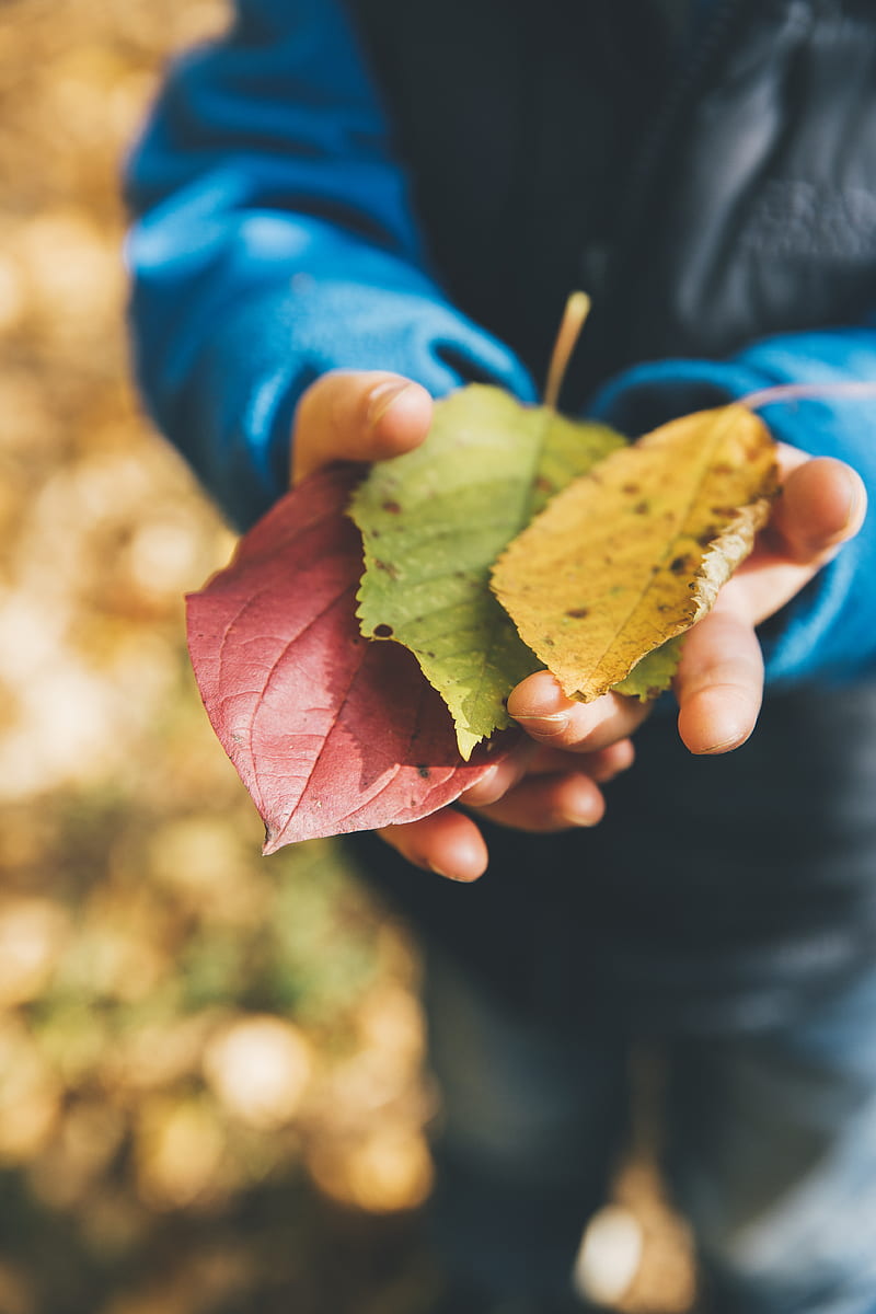 three green, yellow, and red leaves on person's hand, HD phone wallpaper