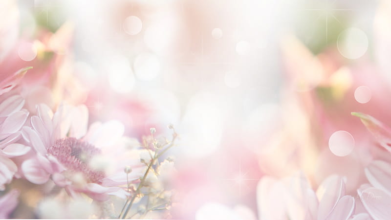 Soft & Sensual, pale, spring, floral, bokeh, summer, flowers, pink, Firefox Persona theme, light, HD wallpaper