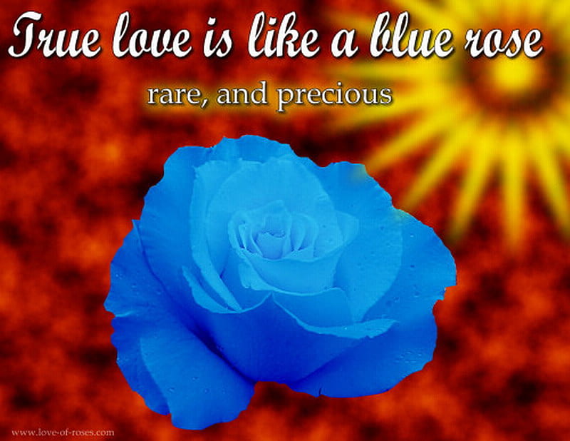 FOR ALL MY DEAR FRIENDS ON DN, rose, blue, love, friends, HD wallpaper