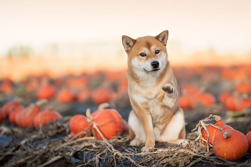 100 Shiba Inu HD Wallpapers and Backgrounds