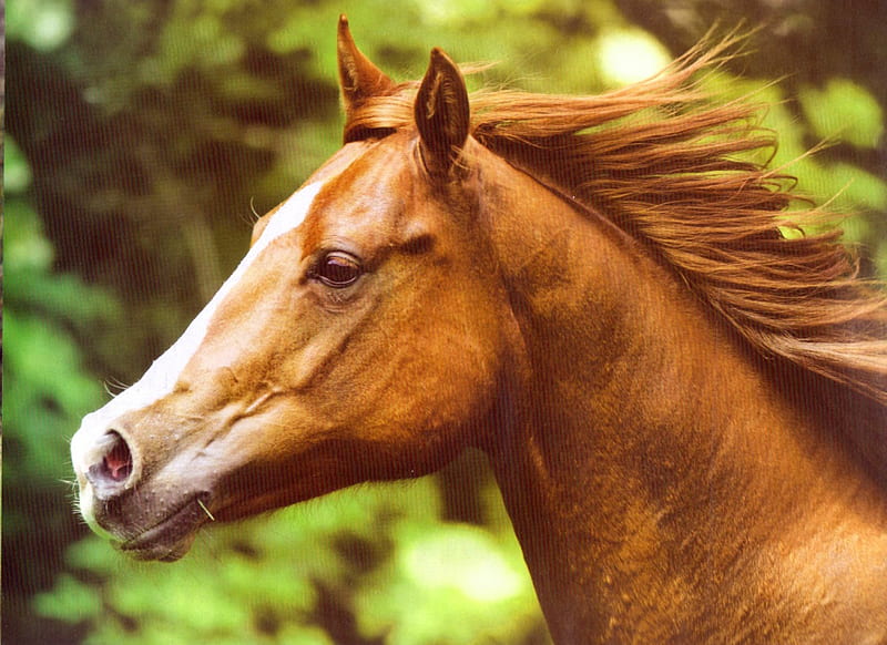 Chestnut Headshot, Chestnut Horses, Beautiful Horses, Horses, Horse Headshots, HD wallpaper