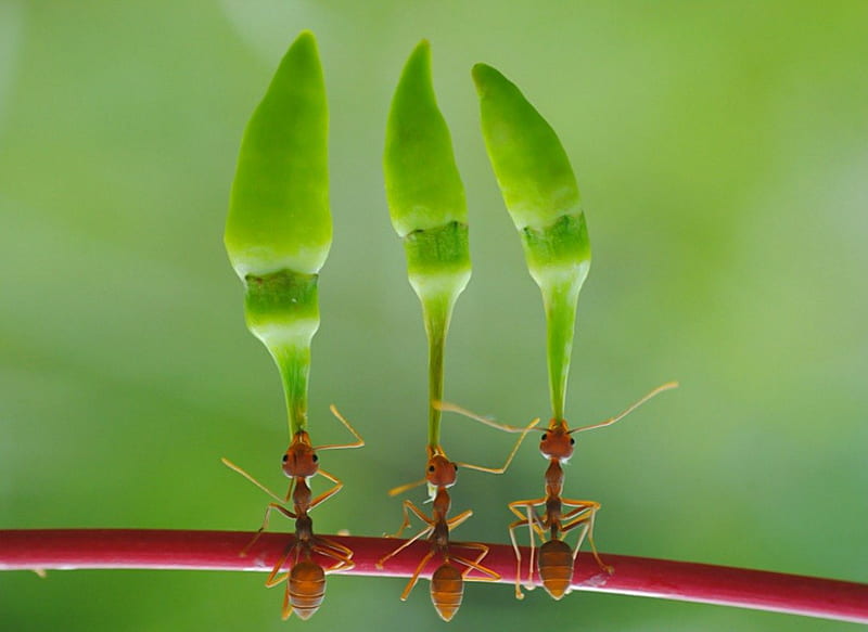 Work team, chilli pepper, green, insect, nature, funny, ants, animal, HD wallpaper