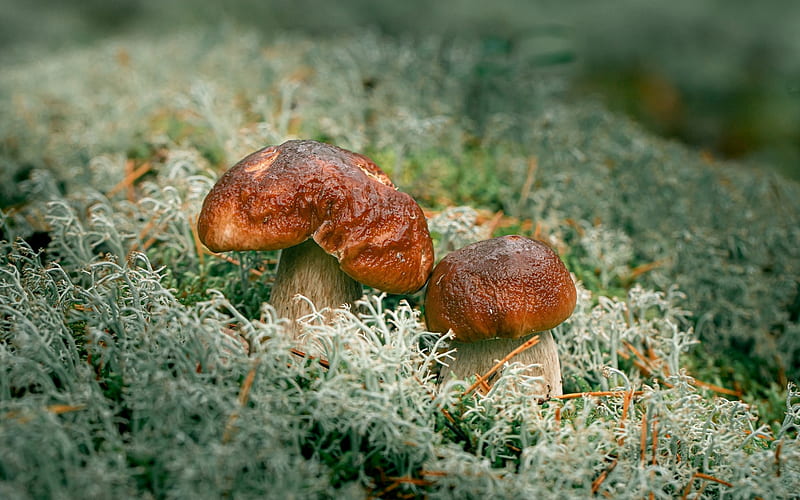 Two Boletus in Moss, Latvia, mushrooms, moss, boletus, HD wallpaper