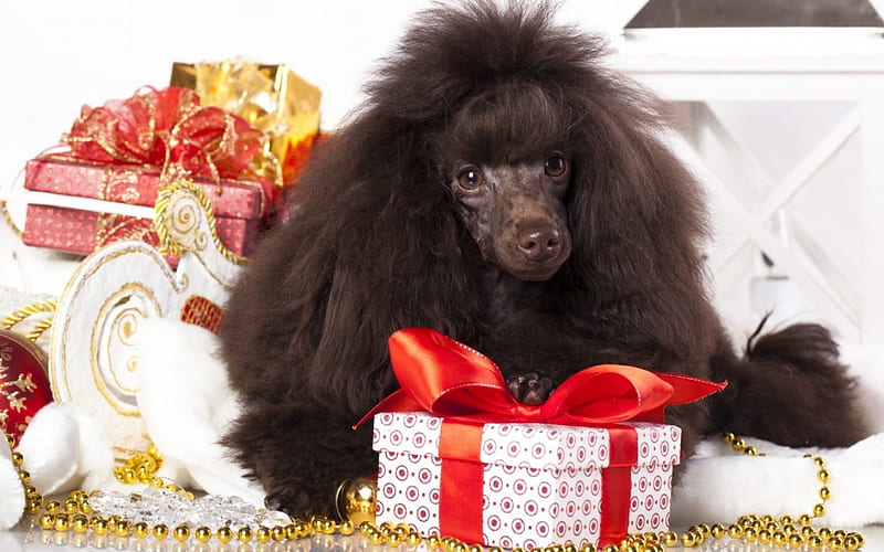 Christmas puppy, red, craciun, christmas, black, white, poodle, dog, animal, HD wallpaper