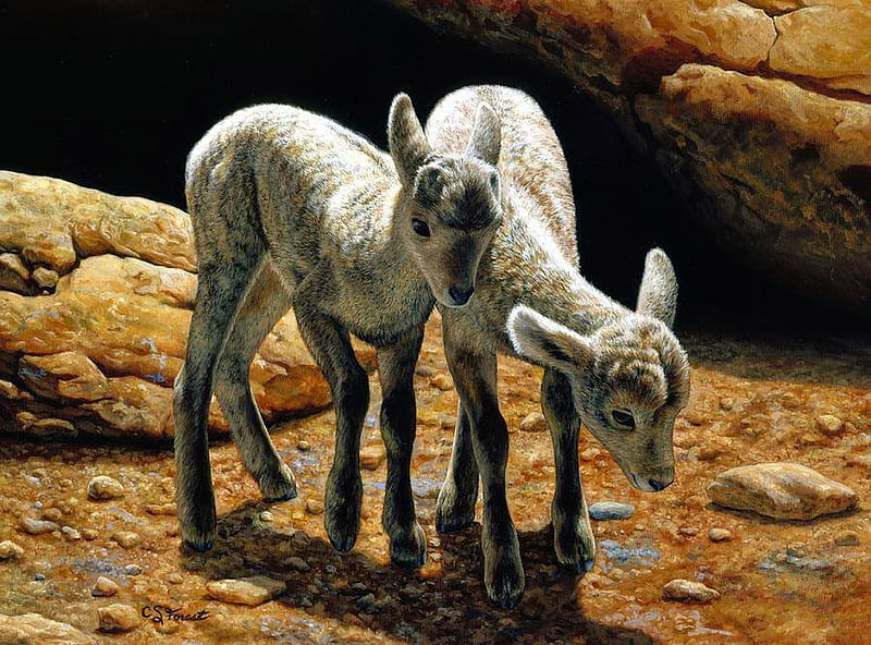 Baby Bighorns, painting, sheep, lambs, artwork, HD wallpaper