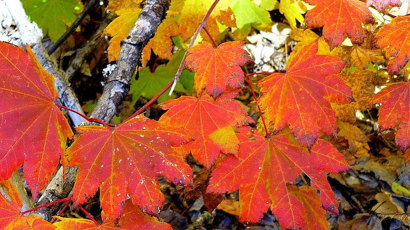 Vine Maple, fall, , autumn, mountains, washington, seasons, trees, HD wallpaper